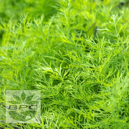 Dill Seed Essential Oil (Austria)